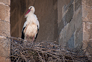 Cigüeña blanca (Ciconia ciconia)