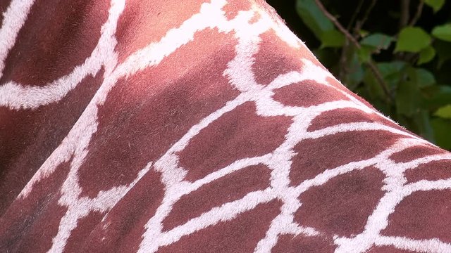 Panning video of giraffe patterned skin covering its hip. Highly detailed picture of fur pattern and hide texture of african mammal. Coat with dark patches. Body of beautiful exotic animal in details