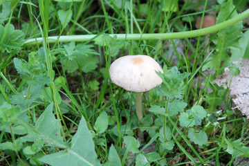 Psathyrella candolleana mushroom. May, Belarus