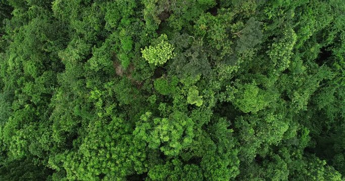 Drone aerial view of green forest  from top