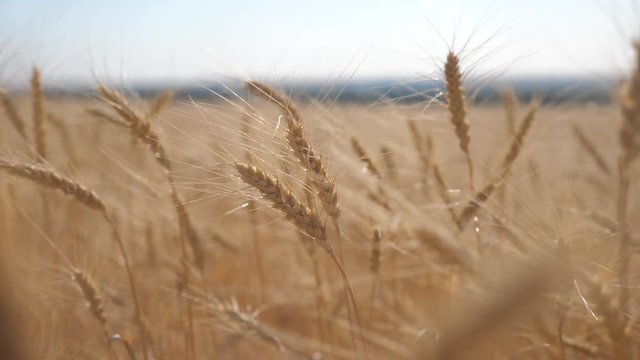 Wheat crop field sunset landscape slow motion video. farmer Smart farming agriculture ecology concept. Wheat field. Ears of golden wheat close up. Beautiful Nature Sunset Landscape. Background of