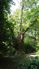 The Queen  Oak of Norfolk 2