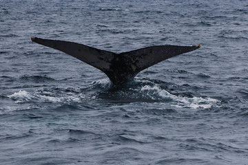 Fototapeta premium The tail of a humpback whale, Megaptera novaeangliae, splashing water around