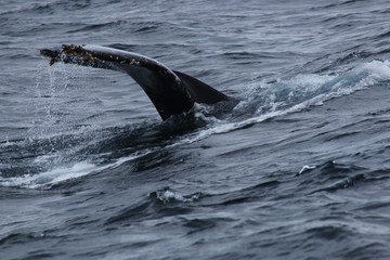Fototapeta premium The tail of a humpback whale, Megaptera novaeangliae, splashing water around