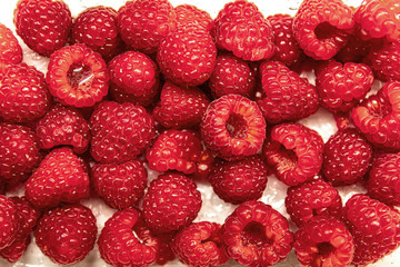 Red bright raspberry with waterdrops flat view