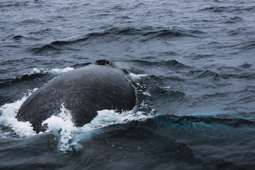 The back of a humpback whale, Megaptera novaeangliae, showing scars and the blow hole