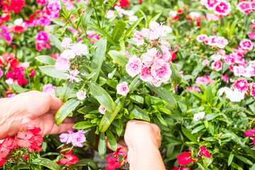 Hands of senior people, caucasian woman with gray hair takes care of the flowering plants in the garden. Green and pink colors. outdoor