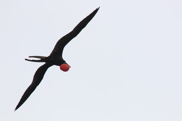 A magnificent frigatebird, fregata magificen, with a bright red keelsack flying