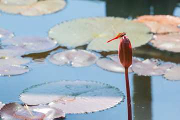 Naklejka premium Orange dragonflies on a waterlily