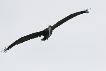 A pelican, pelicanus occidentalus, that is flying towards the camera