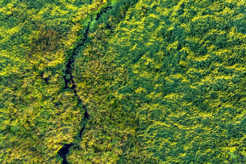 swamp in the forest view from drone. Swampy landscape. View of an impassable swamp from height. Aerial photography Wild forest landscape
