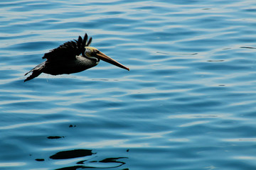 An adult pelican, pelicanus occidentalis, flying just above the water surface