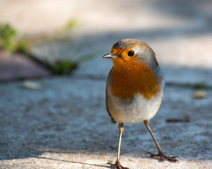 Robin in the garden