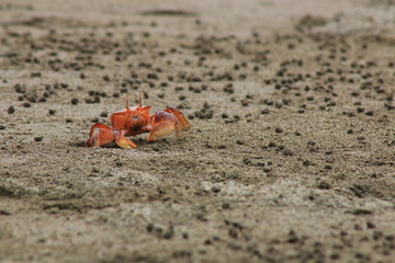 A bright orange crab ready to hide in his hole at the beach