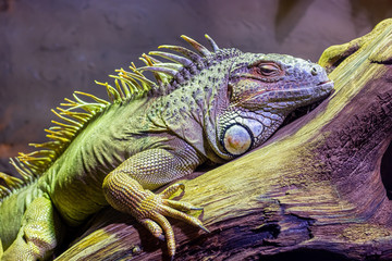 Bearded dragon