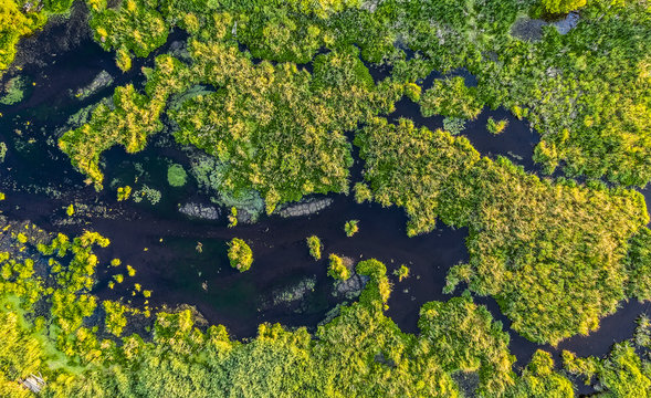 view from height of the water and vegetation of the swampy area, greenery with water spots, view from the drone