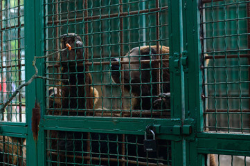 Portrait of brown bear in a cage under the lock pulls paw to the food. The concept of environmental...