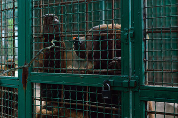 Portrait of brown bear in a cage under the lock pulls paw to the food. The concept of environmental...