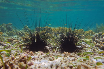 Naklejka na ściany i meble Underwater two long spined sea urchins, Diadema antillarum, on the seabed in the Caribbean sea