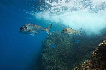 Two gilt-head sea bream fish (Sparus aurata) underwater in Mediterranean sea, France