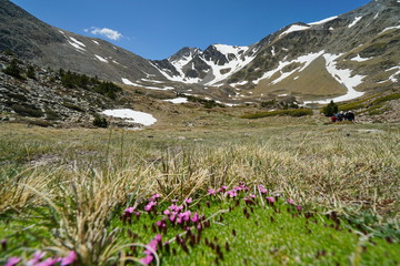 Mountain landscape the massif of Carlit with flowers in foreground, France, natural park of the Catalan Pyrenees, Pyrenees-Orientales