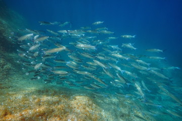 Fototapeta na wymiar Mullet school of fish underwater in the Mediterranean sea, Spain, Costa Brava, Cap de Creus