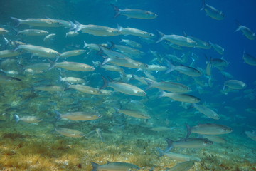 Fototapeta na wymiar Mullets fish school underwater in the Mediterranean sea, Spain, Costa Brava, Cap de Creus
