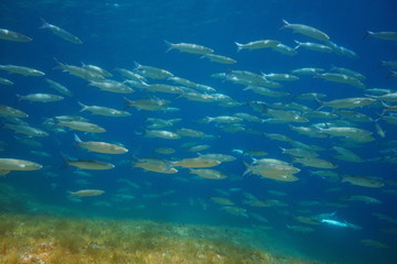 Fototapeta na wymiar School of fish in the Mediterranean sea mullets underwater, Spain, Costa Brava, Cap de Creus