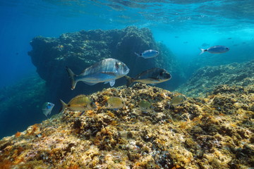 Fototapeta na wymiar Seabream fishes underwater in the Mediterranean sea, France