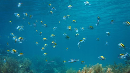 Fototapeta na wymiar Sergeant major fish shoal underwater in the Caribbean sea, Bocas del Toro, Central America, Panama