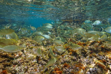 Naklejka na ściany i meble Seabreams fish shoal in Mediterranean sea below water surface, Costa Brava, Catalonia, Spain