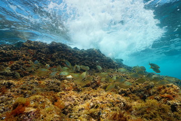 Shoal of fish (Sarpa salpa) with wave breaking on rock underwater, Mediterranean sea, Spain, Costa Brava, Catalonia