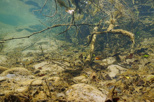 Freshwater fishes below tree branch underwater in a river, La Muga, Alt Emporda, Catalonia, Spain