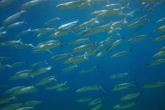 School of mullets fish underwater in the Mediterranean sea, Spain, Costa Brava, Cap de Creus