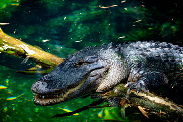 crocodile with mouth open
