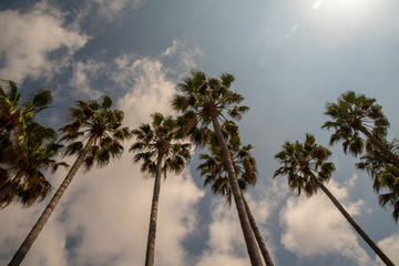 Obraz premium Low angle backlight view of a row of palm trees against a blue sky with clouds and lens flare, Imperia, Liguria, Italy