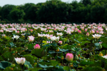 blossom water lily flower in the pond