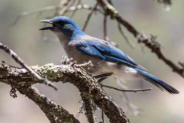 Wild Mexican Jay perched on a branch in the Chisos Basin of Big Bend National Park (Texas).