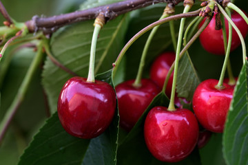 Red ripe cherries are hanging on the branch of a cherry tree in the summer