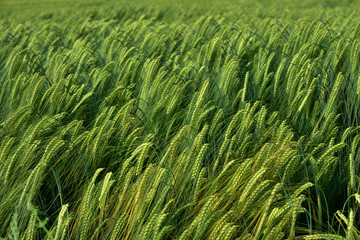 Background of a green wheat field in Germany