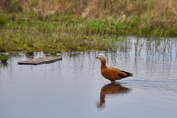 Duck Ogar stands in the water and is reflected in it as in a mirror - obrazy, fototapety, plakaty