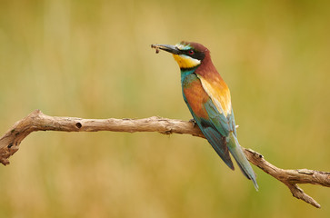 European bee eater (Merops apiaster)