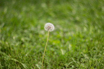 Blooming fluffy white dandelion in the green grass in the meadow. Natural green grass background. Dandelion in the field on a Sunny day. Summer meadow background