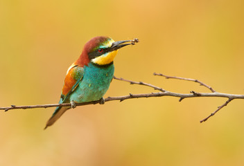 European bee eater (Merops apiaster)