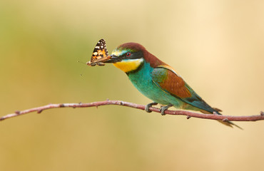 Obraz premium European bee eater (Merops apiaster)