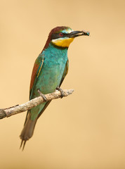 European bee eater (Merops apiaster)