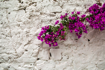 Fototapeta na wymiar Close-up of a blooming branch of Bougainvillea plant, whose inflorescence consists of large colorful bracts which surround three simple waxy flowers, against an old white brick wall, Liguria, Italy