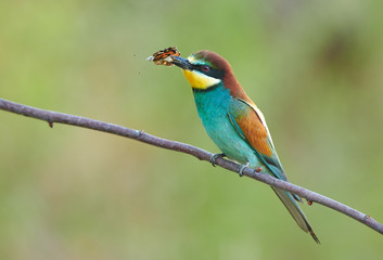 European bee eater (Merops apiaster)