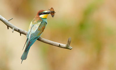 European bee eater (Merops apiaster)
