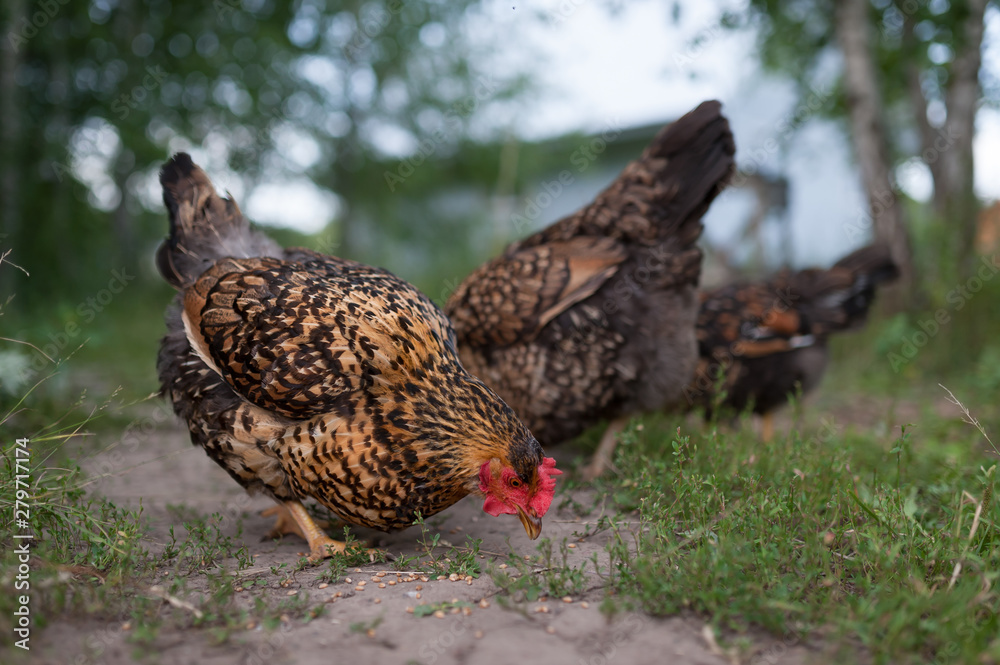 Sticker Chicken Russian breed Kuczynskaya-Ubileynaya peck wheat grains from the track near the country house